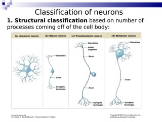 18
Classification of neurons
1. Structural classification based on number of
processes coming off of the cell body:
 