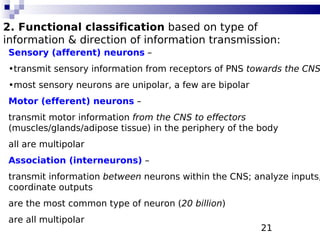 21
2. Functional classification based on type of
information & direction of information transmission:
Sensory (afferent) neurons –
•transmit sensory information from receptors of PNS towards the CNS
•most sensory neurons are unipolar, a few are bipolar
Motor (efferent) neurons –
transmit motor information from the CNS to effectors
(muscles/glands/adipose tissue) in the periphery of the body
all are multipolar
Association (interneurons) –
transmit information between neurons within the CNS; analyze inputs,
coordinate outputs
are the most common type of neuron (20 billion)
are all multipolar
 