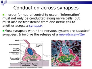 22
Conduction across synapses
Most synapses within the nervous system are chemical
synapses, & involve the release of a neurotransmitter
In order for neural control to occur, “information”
must not only be conducted along nerve cells, but
must also be transferred from one nerve cell to
another across a synapse.
 