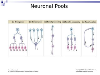 23
Neuronal Pools
 