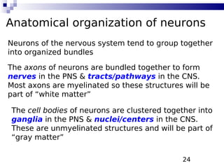 24
Anatomical organization of neurons
Neurons of the nervous system tend to group together
into organized bundles
The axons of neurons are bundled together to form
nerves in the PNS & tracts/pathways in the CNS.
Most axons are myelinated so these structures will be
part of “white matter”
The cell bodies of neurons are clustered together into
ganglia in the PNS & nuclei/centers in the CNS.
These are unmyelinated structures and will be part of
“gray matter”
 