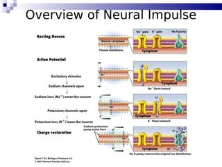 27
Overview of Neural Impulse
 