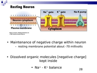 28
• Maintenance of negative charge within neuron
– resting membrane potential about -70 millivolts
• Dissolved organic molecules [negative charge]
kept inside
• Na+ - K+ balance
 