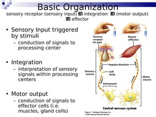 3
Basic Organization
• Sensory Input triggered
by stimuli
– conduction of signals to
processing center
• Integration
– interpretation of sensory
signals within processing
centers
• Motor output
– conduction of signals to
effector cells (i.e.
muscles, gland cells)
sensory receptor (sensory input)  integration  (motor output)
 effector
 