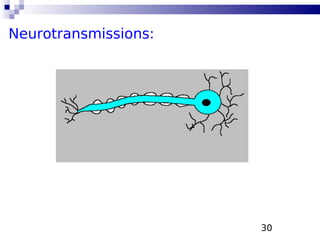 30
Neurotransmissions:
 