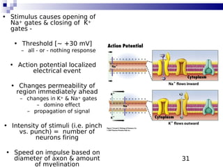 31
• Stimulus causes opening of
Na+ gates & closing of K+
gates -
• Threshold [~ +30 mV]
– all - or - nothing response
• Action potential localized
electrical event
• Changes permeability of
region immediately ahead
– changes in K+ & Na+ gates
– domino effect
– propagation of signal
• Intensity of stimuli (i.e. pinch
vs. punch) = number of
neurons firing
• Speed on impulse based on
diameter of axon & amount
of myelination
 