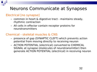 32
Neurons Communicate at Synapses
Electrical [no synapse]
– common in heart & digestive tract - maintains steady,
rhythmic contraction
– All cells in effector contain receptor proteins for
neurotransmitters
Chemical - skeletal muscles & CNS
– presence of gap (SYNAPTIC CLEFT) which prevents action
potential from moving directly to receiving neuron
– ACTION POTENTIAL (electrical) converted to CHEMICAL
SIGNAL at synapse (molecules of neurotransmitter) then
generate ACTION POTENTIAL (electrical) in receiving neuron
 