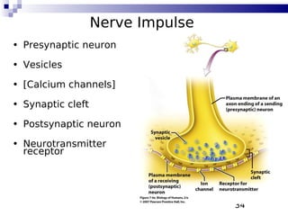 34
Nerve Impulse
• Presynaptic neuron
• Vesicles
• [Calcium channels]
• Synaptic cleft
• Postsynaptic neuron
• Neurotransmitter
receptor
 