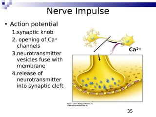 35
Nerve Impulse
• Action potential
1.synaptic knob
2. opening of Ca+
channels
3.neurotransmitter
vesicles fuse with
membrane
4.release of
neurotransmitter
into synaptic cleft
Ca2+
 
