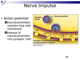 36
Nerve Impulse
• Action potential
neurotransmitter
vesicles fuse with
membrane
release of
neurotransmitter
into synaptic cleft
 
