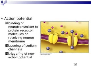 37
• Action potential
binding of
neurotransmitter to
protein receptor
molecules on
receiving neuron
membrane
opening of sodium
channels
triggering of new
action potential
 
