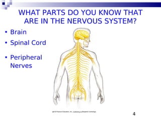 4
• Brain
WHAT PARTS DO YOU KNOW THAT
ARE IN THE NERVOUS SYSTEM?
• Spinal Cord
• Peripheral
Nerves
 