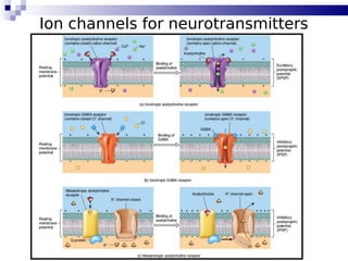 41
Ion channels for neurotransmitters
 