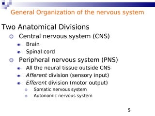 5
Two Anatomical Divisions
 Central nervous system (CNS)
 Brain
 Spinal cord
 Peripheral nervous system (PNS)
 All the neural tissue outside CNS
 Afferent division (sensory input)
 Efferent division (motor output)
 Somatic nervous system
 Autonomic nervous system
General Organization of the nervous system
 