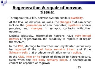 53
Regeneration & repair of nervous
tissue:
Throughout your life, nervous system exhibits plasticity.
At the level of individual neurons, the changes that can occur
include the germination of new dendrites, synthesis of new
proteins, and changes in synaptic contacts with other
neurons.
Despite plasticity, mammalian neurons have very limited
powers of regeneration, the capability to replicate or repair
themselves.
In the PNS, damage to dendrites and myelinated axons may
be repaired if the cell body remains intact and if the
Schwann cells that produce myelination remain active.
In the CNS, little or no repair of damage to neurons occurs.
Even when the cell body remains intact, a severed axon
cannot be repaired or regrown.
 