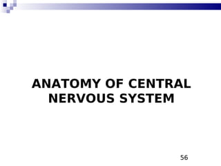 56
ANATOMY OF CENTRAL
NERVOUS SYSTEM
 