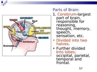 57
Parts of Brain:
1. Cerebrum-largest
part of brain.
responsible for
reasoning,
thought, memory,
speech,
sensation, etc.
• Divided into two
halves.
• Further divided
into lobes;
occipital, parietal,
temporal and
frontal.
 