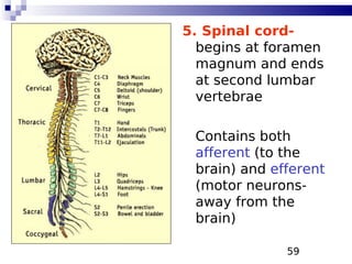 59
5. Spinal cord-
begins at foramen
magnum and ends
at second lumbar
vertebrae
Contains both
afferent (to the
brain) and efferent
(motor neurons-
away from the
brain)
 