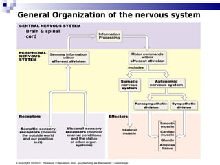 6
General Organization of the nervous system
Brain & spinal
cord
 