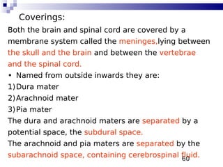 60
Coverings:
Both the brain and spinal cord are covered by a
membrane system called the meninges,lying between
the skull and the brain and between the vertebrae
and the spinal cord.
• Named from outside inwards they are:
1)Dura mater
2)Arachnoid mater
3)Pia mater
The dura and arachnoid maters are separated by a
potential space, the subdural space.
The arachnoid and pia maters are separated by the
subarachnoid space, containing cerebrospinal fluid.
 