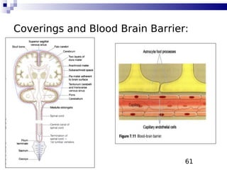 61
Coverings and Blood Brain Barrier:
 
