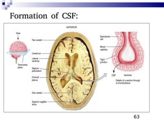 63
Formation of CSF:
 