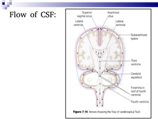 64
Flow of CSF:
 