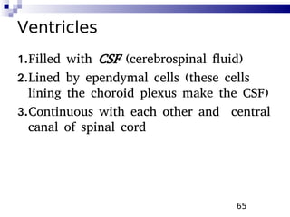 65
Ventricles
1.Filled with CSF (cerebrospinal fluid)
2.Lined by ependymal cells (these cells
lining the choroid plexus make the CSF)
3.Continuous with each other and central
canal of spinal cord
 