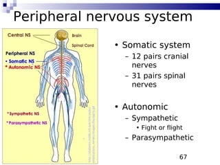 67
Peripheral nervous system
• Somatic system
– 12 pairs cranial
nerves
– 31 pairs spinal
nerves
• Autonomic
– Sympathetic
• Fight or flight
– Parasympathetic
 