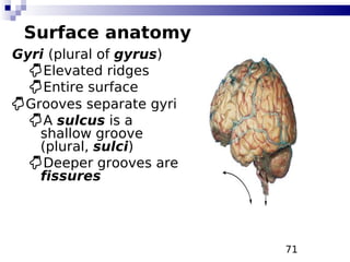 71
Surface anatomy
Gyri (plural of gyrus)
Elevated ridges
Entire surface
Grooves separate gyri
A sulcus is a
shallow groove
(plural, sulci)
Deeper grooves are
fissures
 