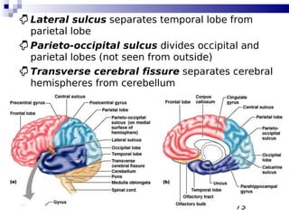 73
 Lateral sulcus separates temporal lobe from
parietal lobe
 Parieto-occipital sulcus divides occipital and
parietal lobes (not seen from outside)
 Transverse cerebral fissure separates cerebral
hemispheres from cerebellum
 