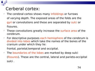 74
Cerberal cortex:
The cerebral cortex shows many infoldings or furrows
of varying depth. The exposed areas of the folds are the
gyri or convolutions and these are separated by sulci or
fissures.
These convolutions greatly increase the surface area of the
cerebrum.
For descriptive purposes each hemisphere of the cerebrum is
divided into lobes which take the names of the bones of the
cranium under which they lie:
frontal, parietal,temporal and occipital.
The boundaries of the lobes are marked by deep sulci
(fissures). These are the central, lateral and parieto-occipital
sulci .
 