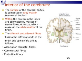 75
Interior of the cerebrum:
The surface of the cerebral cortex
is composed of grey matter
(nerve cell bodies).
Within the cerebrum the lobes
are connected by masses of
nerve fibres, or tracts, which
make up the white matter of the
brain.
The afferent and efferent fibres
linking the different parts of the
brain and spinal cord are as
follows.
• Association (arcuate) fibres
• Commissural fibres
• Projection fibres
 