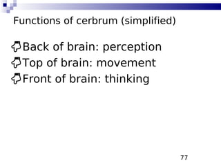 77
Functions of cerbrum (simplified)
Back of brain: perception
Top of brain: movement
Front of brain: thinking
 