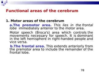 78
Functional areas of the cerebrum
1. Motor areas of the cerebrum
a.The premotor area. This lies in the frontal
lobe immediately anterior to the motor area.
Motor speech (Broca's) area which controls the
movements necessary for speech. It is dominant
in the left hemisphere in right-handed people and
vice versa.
b.The frontal area. This extends anteriorly from
the premotor area to include the remainder of the
frontal lobe.
 