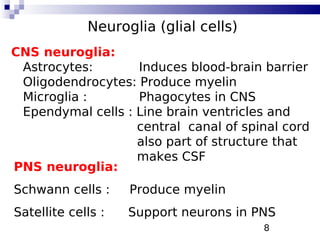 8
Neuroglia (glial cells)
CNS neuroglia:
Astrocytes: Induces blood-brain barrier
Oligodendrocytes: Produce myelin
Microglia : Phagocytes in CNS
Ependymal cells : Line brain ventricles and
central canal of spinal cord
also part of structure that
makes CSF
PNS neuroglia:
Schwann cells : Produce myelin
Satellite cells : Support neurons in PNS
 