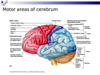 83
Motor areas of cerebrum
 