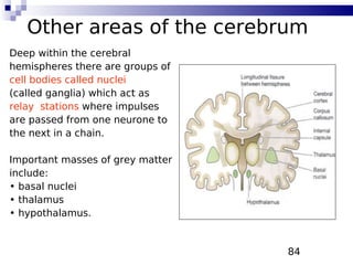 84
Other areas of the cerebrum
Deep within the cerebral
hemispheres there are groups of
cell bodies called nuclei
(called ganglia) which act as
relay stations where impulses
are passed from one neurone to
the next in a chain.
Important masses of grey matter
include:
• basal nuclei
• thalamus
• hypothalamus.
 