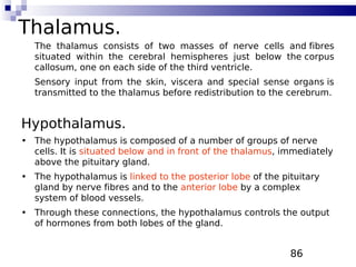 86
Thalamus.
The thalamus consists of two masses of nerve cells and fibres
situated within the cerebral hemispheres just below the corpus
callosum, one on each side of the third ventricle.
Sensory input from the skin, viscera and special sense organs is
transmitted to the thalamus before redistribution to the cerebrum.
Hypothalamus.
• The hypothalamus is composed of a number of groups of nerve
cells. It is situated below and in front of the thalamus, immediately
above the pituitary gland.
• The hypothalamus is linked to the posterior lobe of the pituitary
gland by nerve fibres and to the anterior lobe by a complex
system of blood vessels.
• Through these connections, the hypothalamus controls the output
of hormones from both lobes of the gland.
 