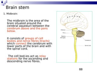 88
Brain stem
1. Midbrain:
The midbrain is the area of the
brain situated around the
cerebral aqueduct between the
cerebrum above and the pons
below.
It consists of groups of cell
bodies and nerve fibres (tracts)
which connect the cerebrum with
lower parts of the brain and with
the spinal cord.
The cell bod-ies act as relay
stations for the ascending and
descending nerve fibres.
 