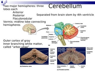 97
CerebellumTwo major hemispheres: three
lobes each
Anterior
Posterior
Floculonodular
Vermis: midline lobe connecting
hemispheres
Outer cortex of gray
Inner branching white matter,
called “arbor vitae”
Separated from brain stem by 4th ventricle
 