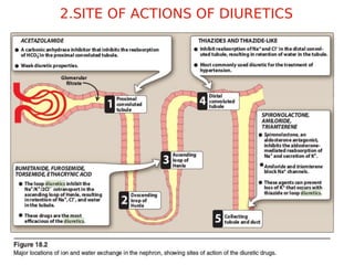 Presented by: Prof.Mirza
Anwar baig
2.SITE OF ACTIONS OF DIURETICS
 