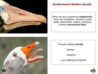 Опишіть будову дзьоба:
- форма
- довжина
- інші особливості будови.
Особливості будови дзьоба
Качки та гуси живляться тваринною
їжею, яку знаходять, пірнаючи у воду
(риба, ракоподібні, комахи, молюски),
а також рослинною їжею.
 