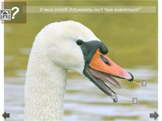 1
2
У який спосіб добувають їжу? Чим живляться?
?
 