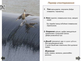 1. Тіло валькувате, плескате (добре
плавають і пірнають).
2. Ноги короткі, плавального типу, зміщені
назад.
Три передні пальці об‘єднані плавальною
перетинкою.
3. Оперення щільне, щедро змащується
виділенням з куприкової залози
Добре розвинений пух.
4. Дзьоб плескатий, має по краях зубчики
для проціджування води
У гусей дзьоб має пластинки для щипання
трави.
Живлення:
риба, комахи, молюски, ракоподібні,
рослини.
Перевір спостереження:
 