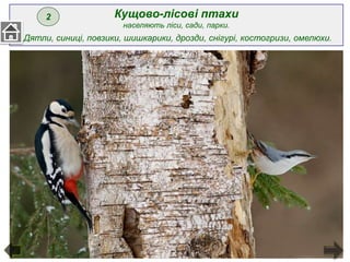 Кущово-лісові птахи
населяють ліси, сади, парки.
Дятли, синиці, повзики, шишкарики, дрозди, снігурі, костогризи, омелюхи.
2
 