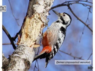 Дятел строкатий великий
 