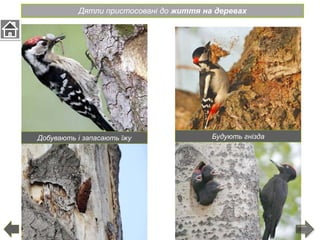 Дятли пристосовані до життя на деревах
Добувають і запасають їжу Будують гнізда
 