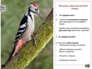 Опишіть зовнішній вигляд
птаха
1. Яка форма тіла?
2. Значення хвостового оперення
для переміщення по стовбурах
дерев.
Завдяки яким особливостям будови
рульових пер хвоста це можливо?
3. Яка форма дзьоба?
4. Опишіть задні кінцівки:
- Розміщення кінцівок на тулубі.
- Відносна довжина кінцівок
(довгі чи короткі).
- Кількість пальців.
- Розміщення пальців.
 