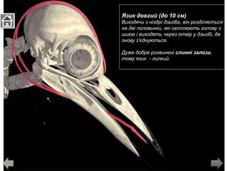 Язик довгий (до 10 см)
Виходячи з ніздрі дзьоба, він розділяється
на дві половинки, які охоплюють голову з
шиєю і виходять через отвір у дзьобі, де
знову з‘єднуються.
Дуже добре розвинені слинні залози,
тому язик - липкий.
 